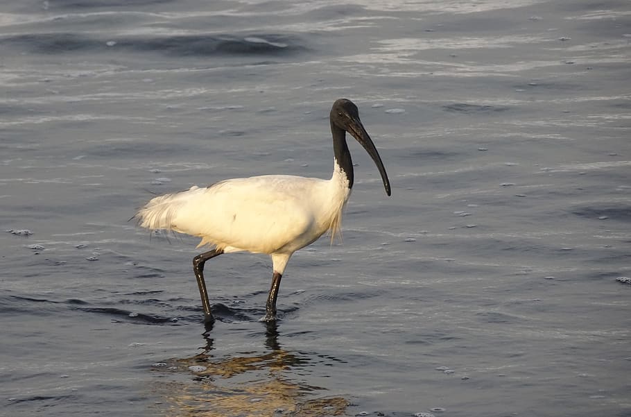 burung, ibis, ibis berkepala hitam, ibis berkulit putih oriental, mencari makan, laut, pantai, arab, threskiornis melanocephalus, wader