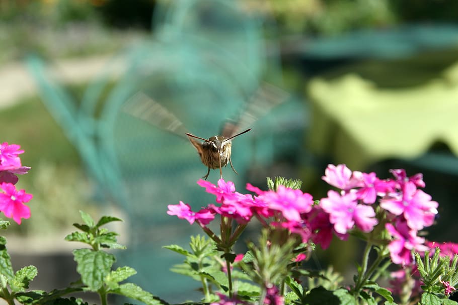 Polilla de colibrí, polilla de halcón, polilla, insecto, mosca, naturaleza, movimiento, polen, macro, vida silvestre