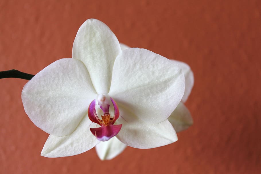 close-up photo, white, moth orchid, orchid, flower, blossom, floral, tropical flowers, petal, glisten