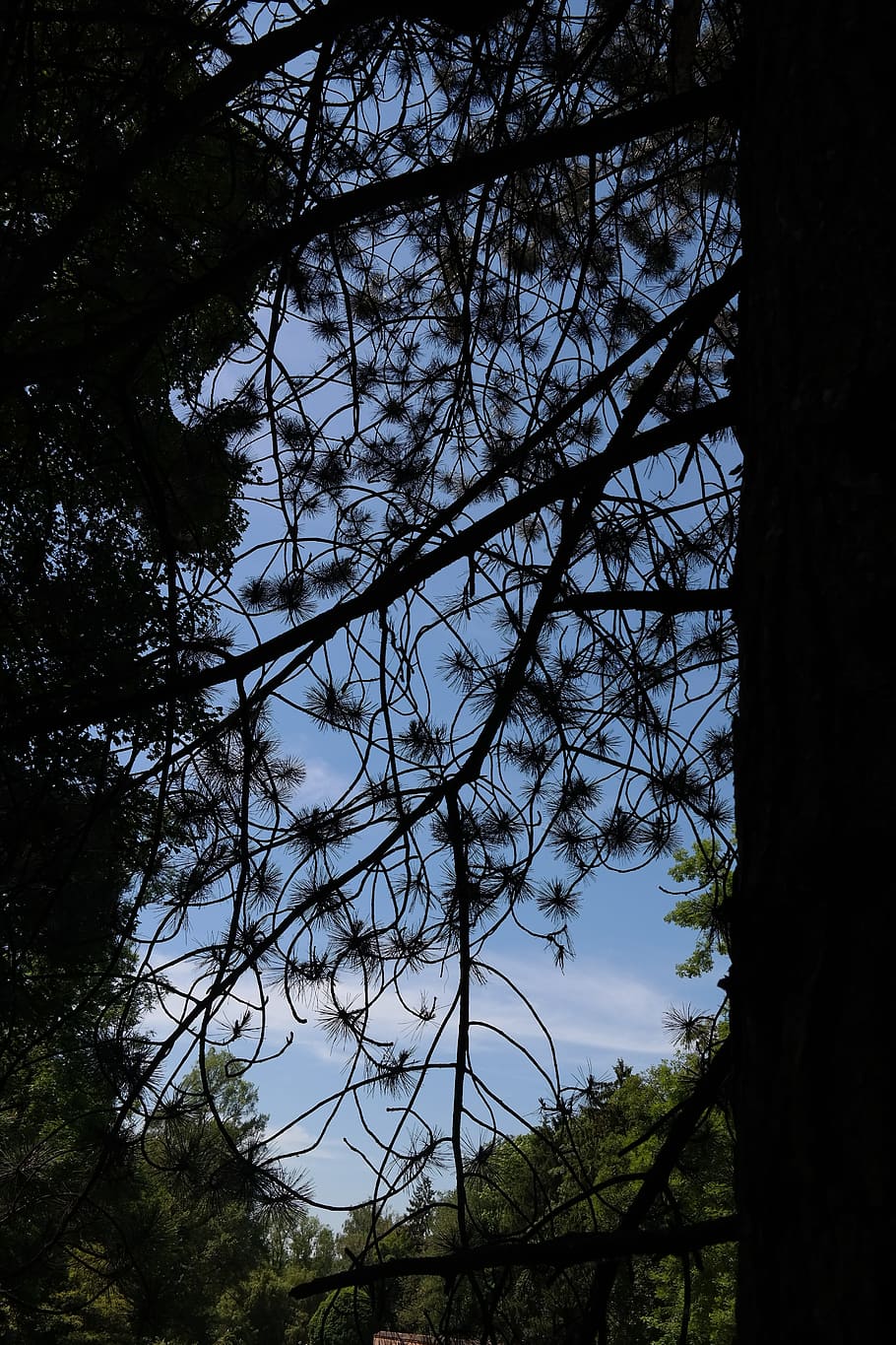 Black Pine, Pine, Tree, Conifer, Needles, tree, pinus nigra, two needles, pine, pinus, pine greenhouse