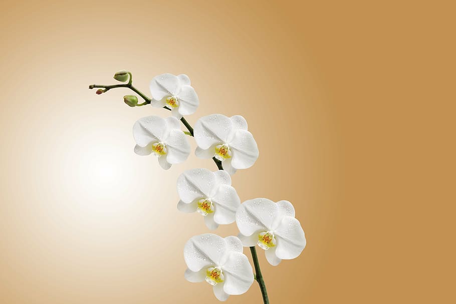 white, moth orchid flower, flower, orchid, nature, plant, flowering, flora, macro, exotic