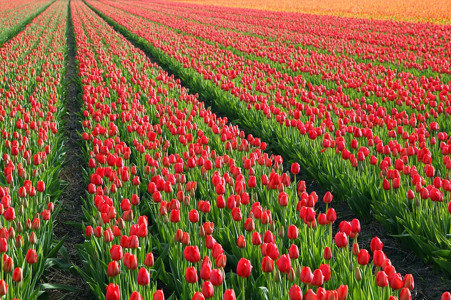Tulipanes, tulipán, campo, campos, naranja, rojo, fondo, flor, flores, bulbos