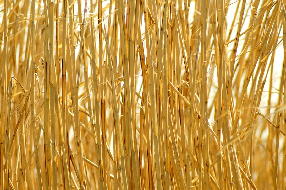 background, straw, golden, pattern, nature, dry, field, background pattern, harvest, decor
