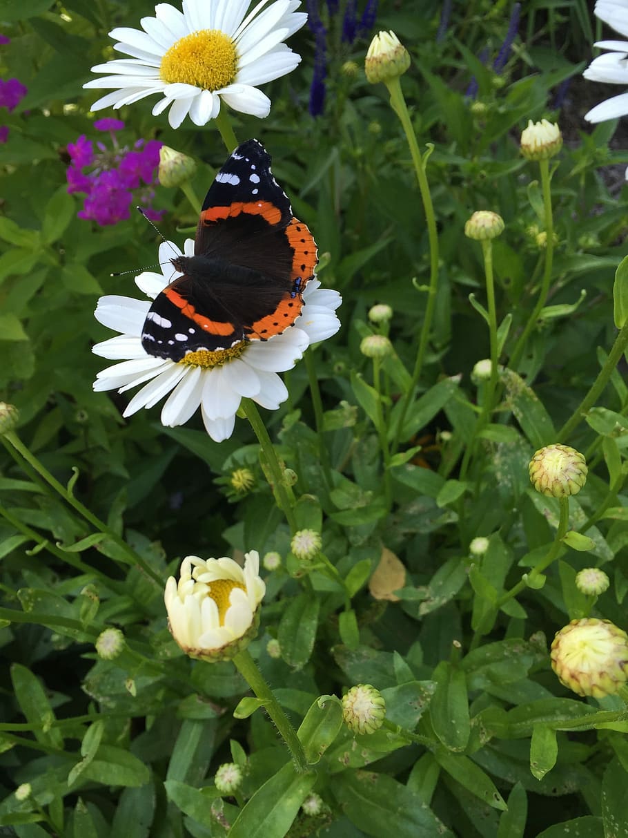 Butterfly, Daisy, Red Admiral, Summer, flower, nature, insect, one animal, high angle view, outdoors