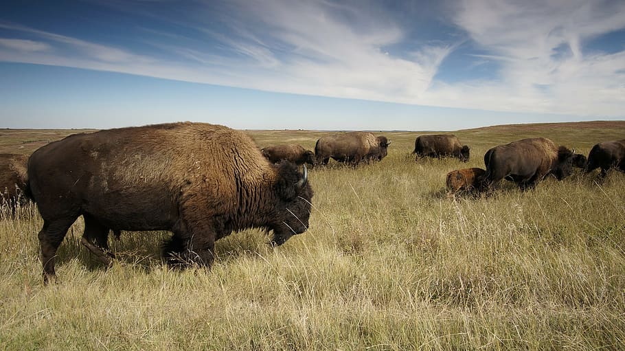 herd, brown, bison, grassfield, daytime, buffalo, american, animal, mammal, panorama