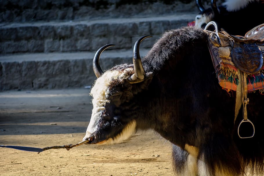 Manali, Himalayas, Yak, Cattle, Horns, animal, bull - Animal, cow, horned, mammal