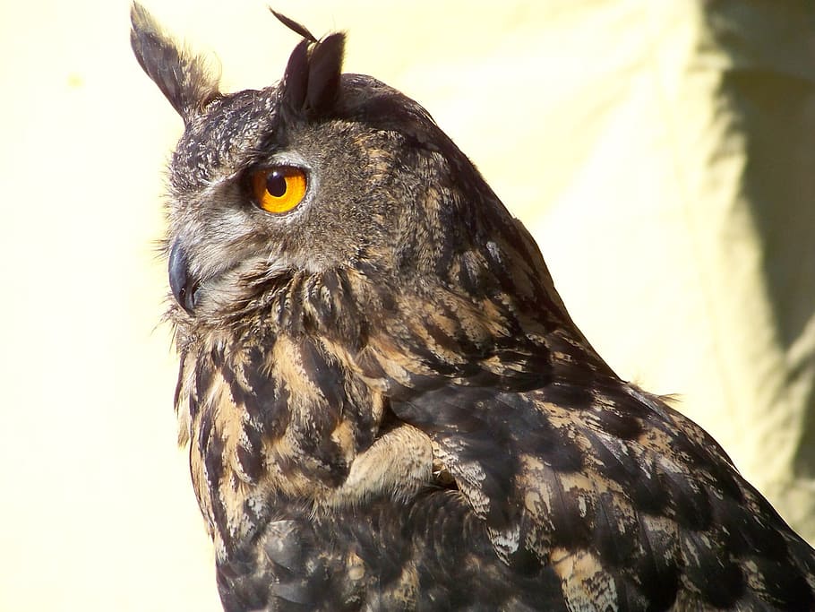 eagle-owl during daytime, Owl, Bird, Nocturnal, Forest, Night, feather, eyes, view, bill
