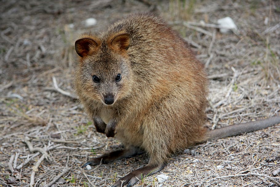 gris, marrón, roedor, tierra, quokka, setonix brachyurus, australia, australia occidental, isla rottnest, wallaby