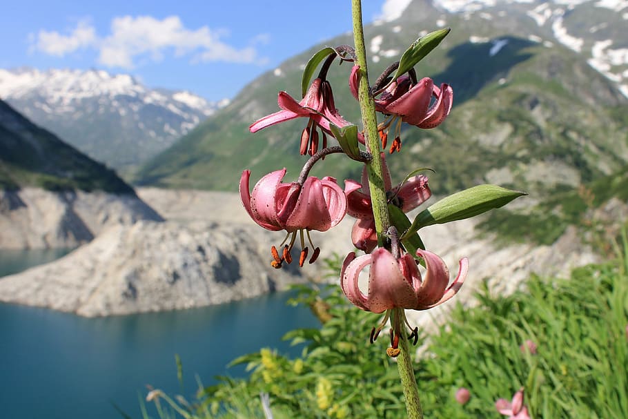 topi lily, lily, bunga, puncak gunung bersalju, danau, air, lanskap, alam, pegunungan Alpen, keindahan di alam