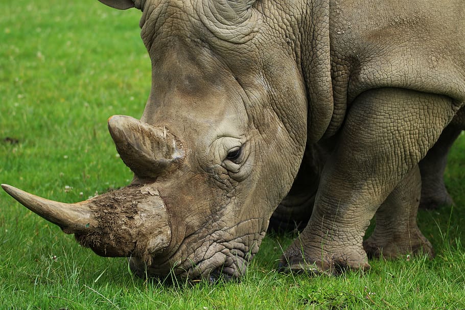 rhino, green, grass, horn, nature, rhinoceros, wild, animal, wildlife, endangered