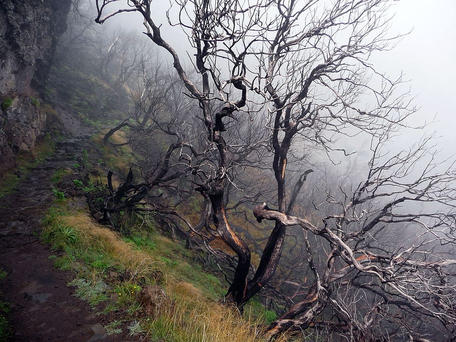Mystical, Forest, Dead Tree, spent forest, dead trees, tree, nature, fog, outdoors, tranquility