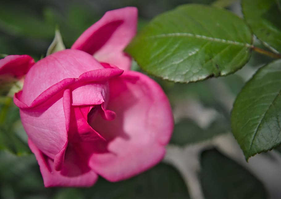 rose, blossom, pink, petals, unfold, fragrance, leaf green, pink color, plant, beauty in nature