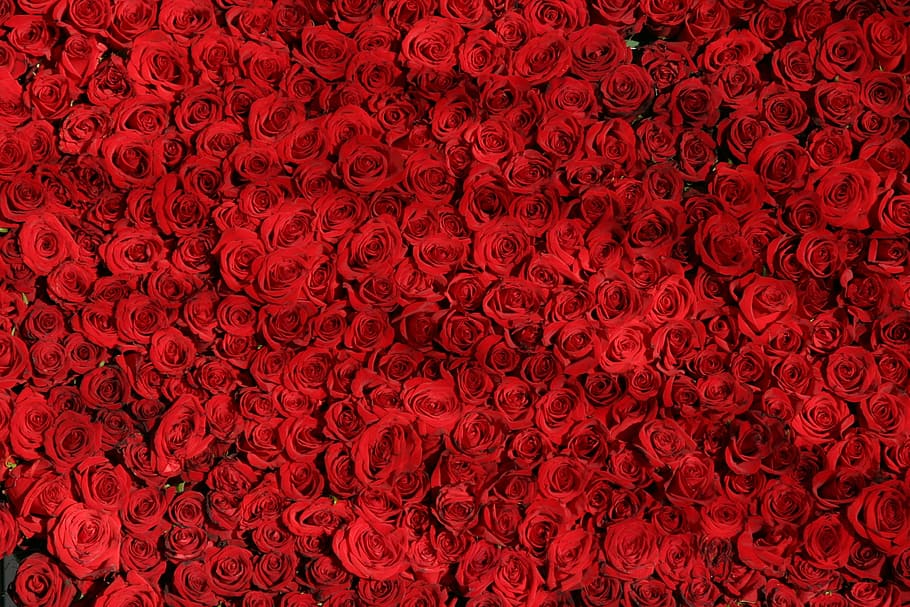 赤い花のロット, バラ, 花, 赤, バレンタイン, フルフレーム, 背景, 人なし, パターン, クローズアップ