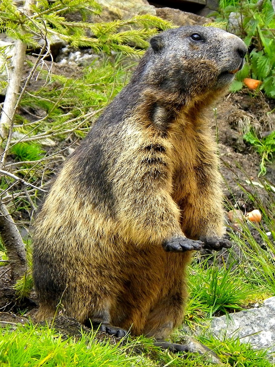 marmot, rodent, close, animal themes, animal, animals in the wild, animal wildlife, mammal, one animal, field