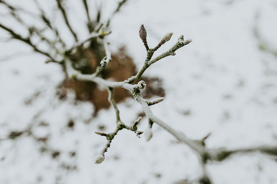 bersalju, pohon, Close-up, closeup, daun, pinus, ranting, cabang, es, musim dingin