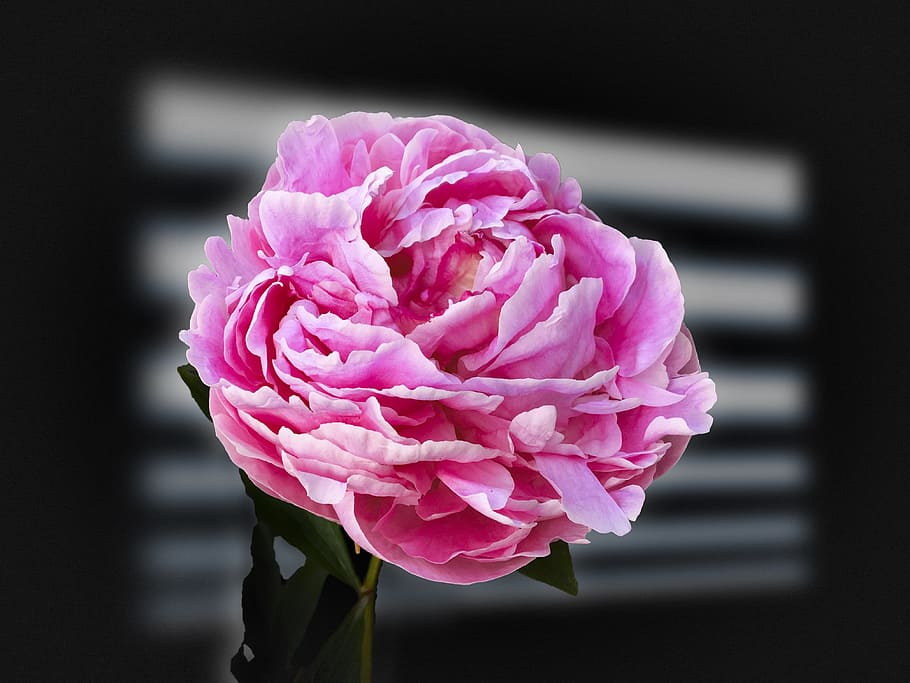 Mawar ganda, eksposur, mawar, bunga masih hidup, studio, bunga, warna pink, daun bunga, close up, kerapuhan