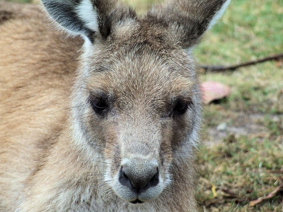 kangaroo, eastern grey, animal, marsupial, australian, wildlife, mammal, grey, native, cute