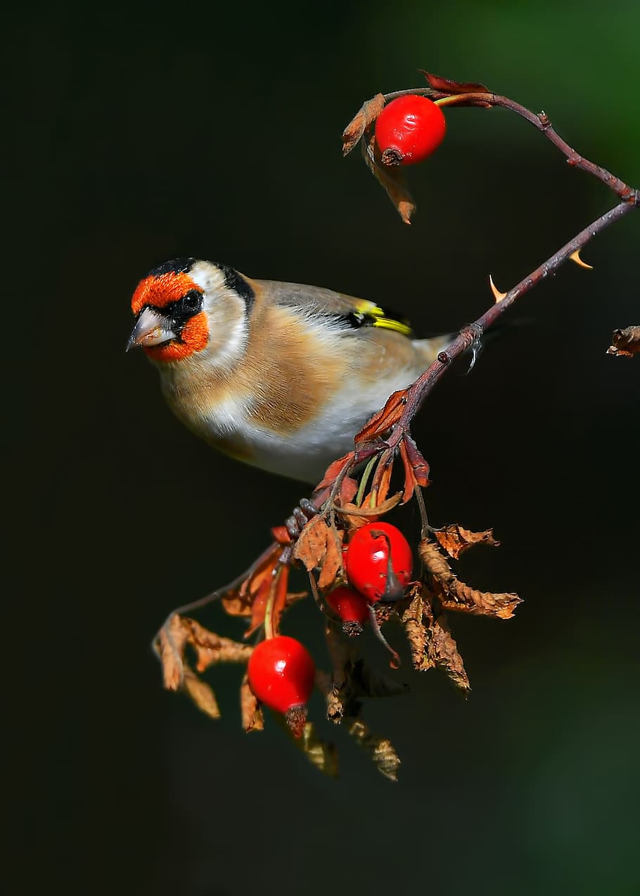goldfinch, carduelis, bird, nature, birds, vertebrate, animal themes, red, animal, food