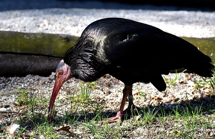 ibis calvo del norte, pájaro, geronticus eremita, naturaleza, pájaro salvaje, pluma, cerca, negro, parque natural, un animal