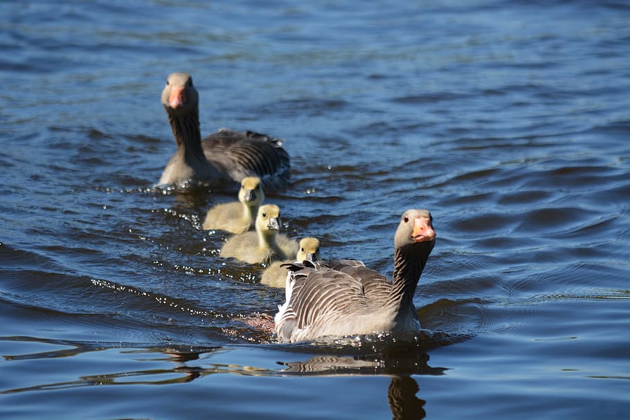 Grey Geese, Family, Waterfowl, Swim, spring, water, waters, bird, nature, goose
