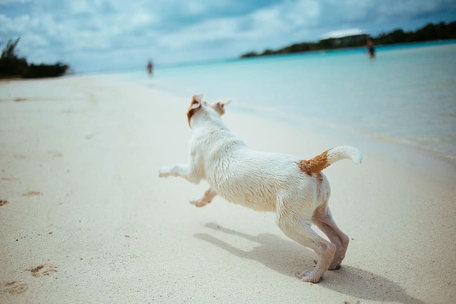 blanco, marrón, corto, recubierto, perro, corriendo, orilla del mar, playa, mascotas, animal