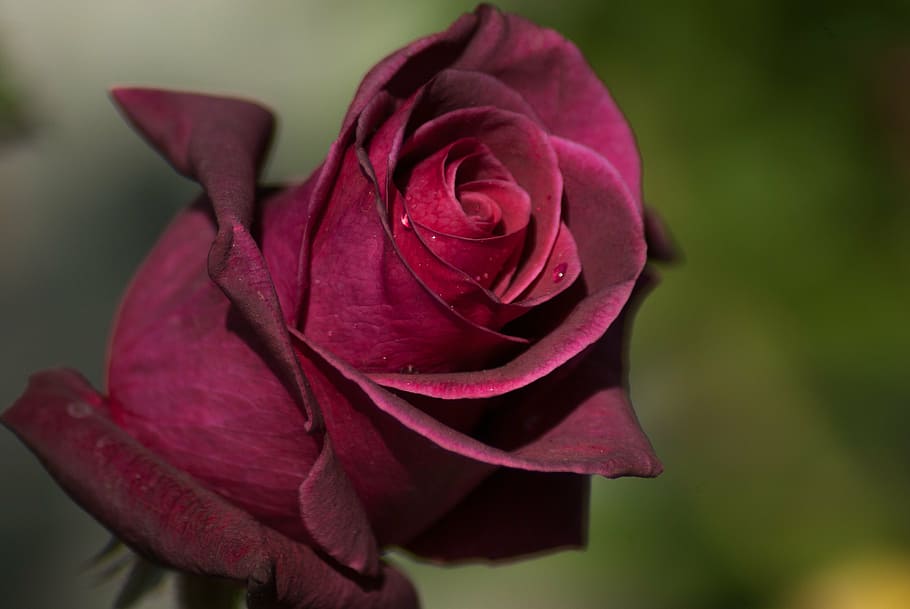 close-up photography, red, rose, flower, pink, petals, hatching, petal, rose - flower, nature