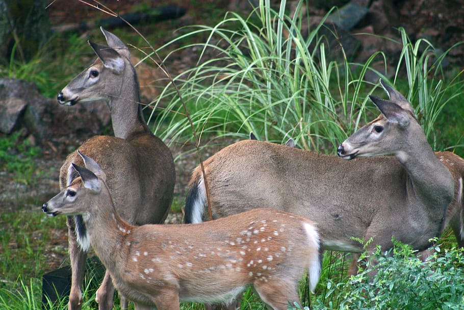 veado, cervos de whitetail, ao ar livre, vida selvagem, floresta, corça, fêmea, gamo, natureza, animal