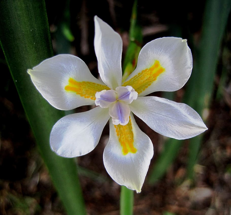 Flower, Bloom, Iris, Wild, White, small, pure, markings, yellow, lilac