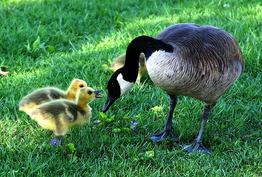 dua, kuning, bebek, hijau, bidang rumput, hari ibu, lembut, babys, anak ayam, burung