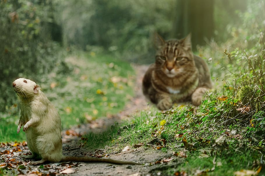 brown, tabby, looking, directly, white, mouse, Cat, Rat, Hunting, Forest