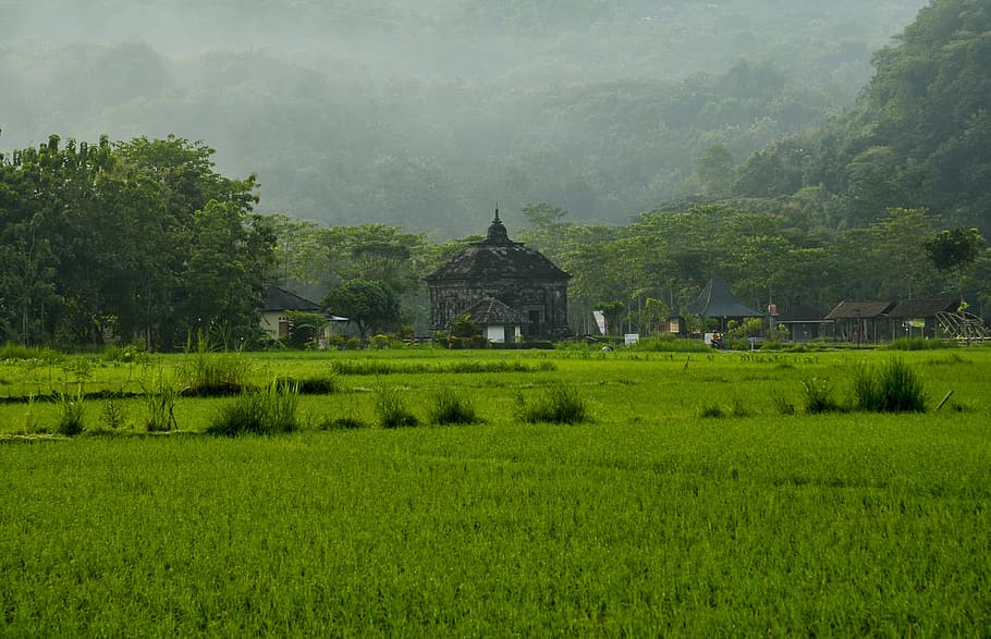 distant, gray, architecture, landscape nature, banyunibo temple temple heritage, temple history rice, misty morning, green field prambanan, plant, tree