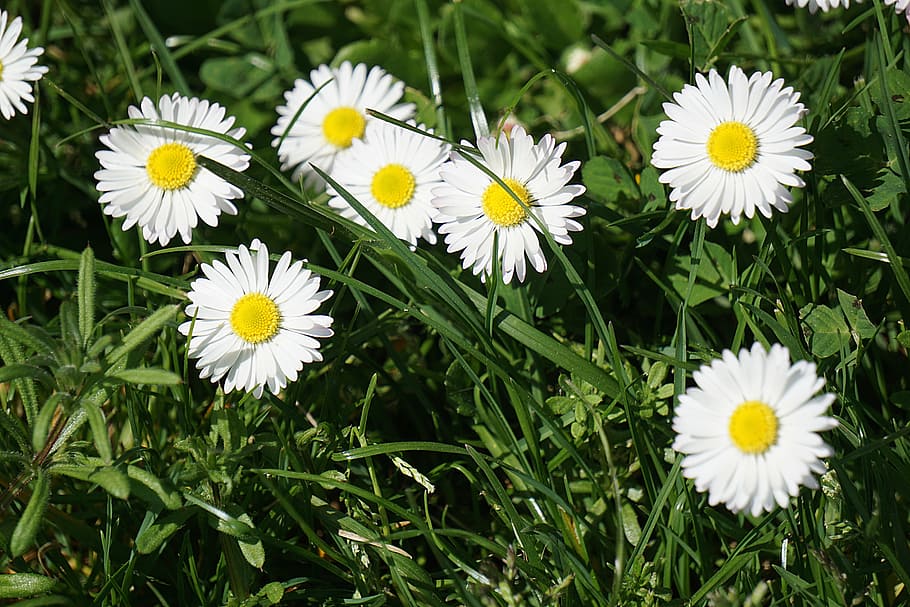 white, daisy flowers, green, grass, plants, flower, bloom, petals, leaves, garden