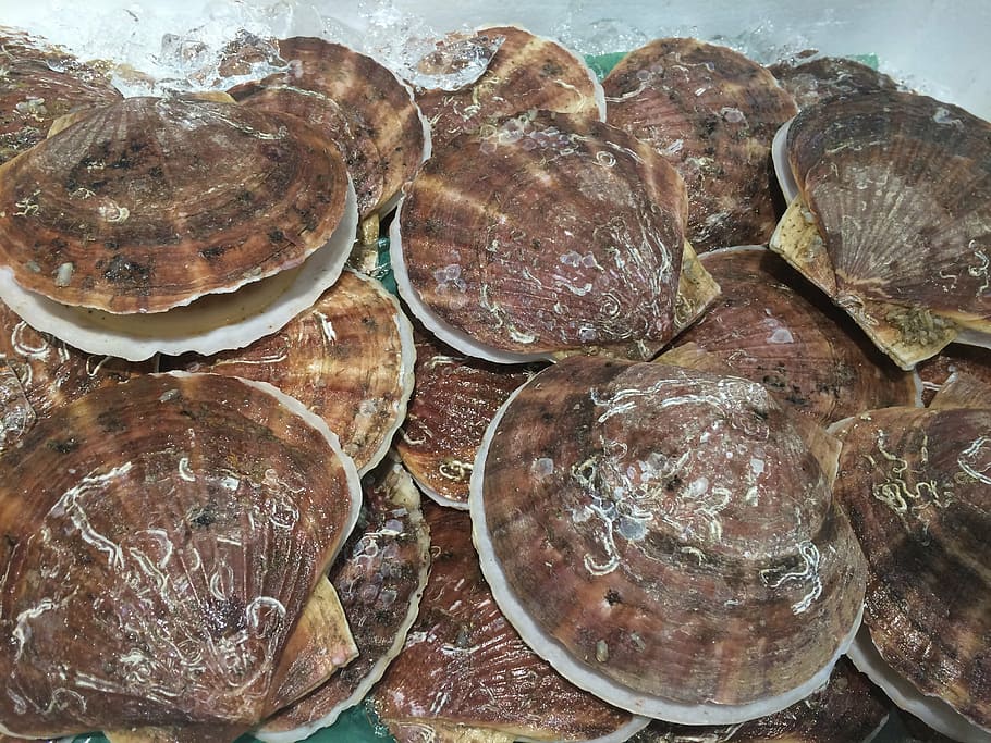 scallop, shell, ice, pile up, seiyu ltd, living, supermarket, fresh fish, department, heisei-cho