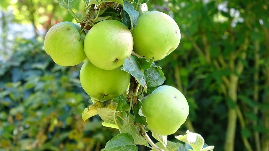 apple, fruit, fresh, vitamins, health, acid, food and drink, healthy eating, food, plant