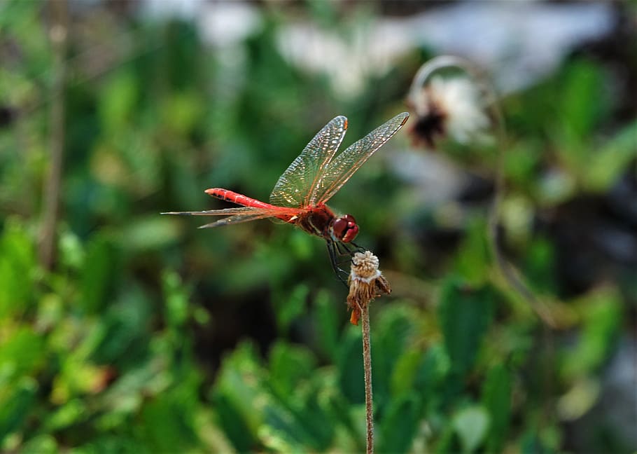 dragonfly, red, animal, insect, flight insect, macro, close up, flying, animal world, botany