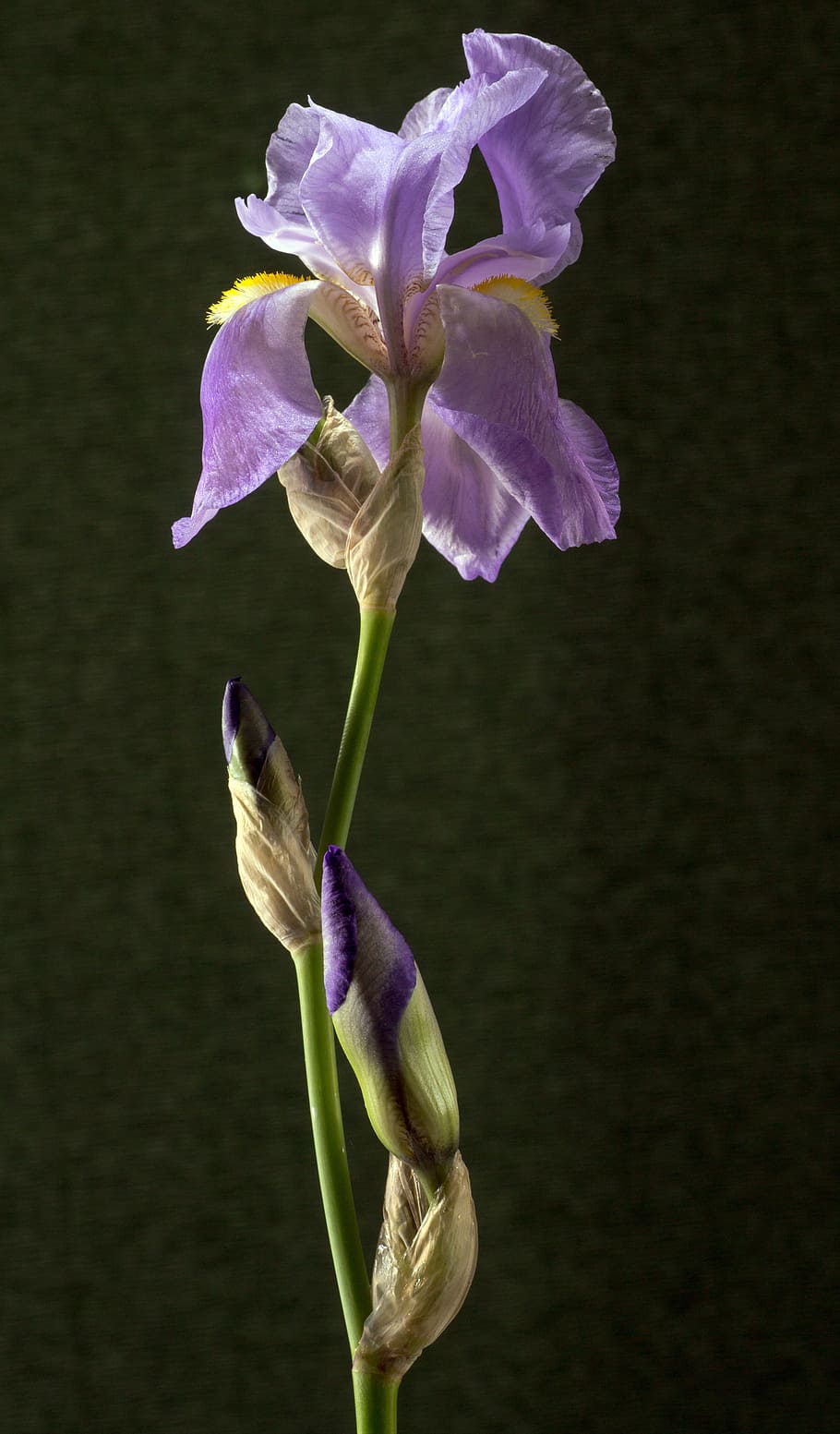 Iris, Dark Purple, Blossom, Bloom, iridaceae, ornamental plant, flower, purple, petal, freshness