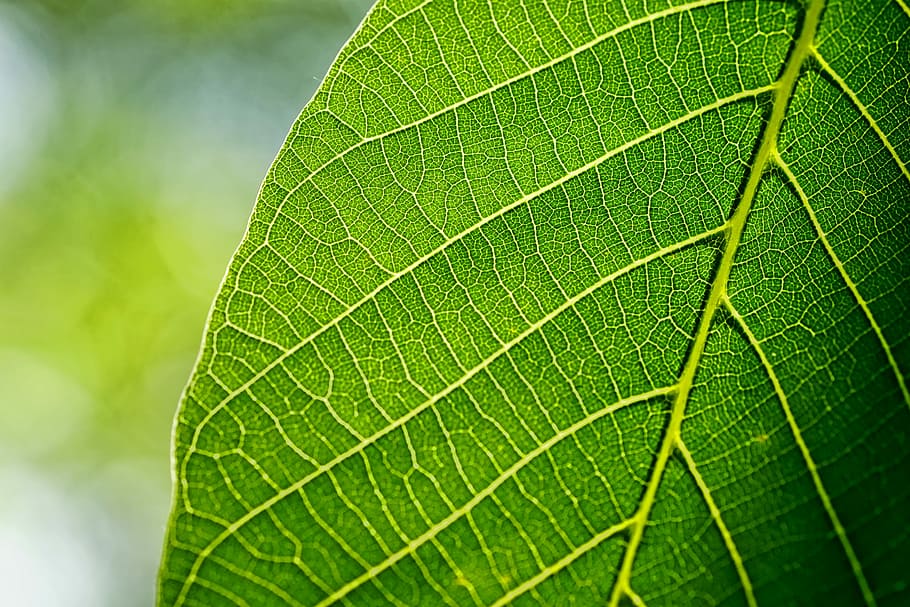 green, leaf, leaves, walnut leaf, spring, macro, back light, green color, plant part, leaf vein
