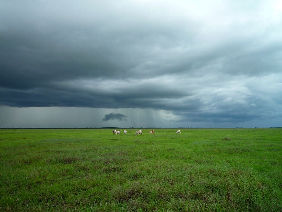animals, farm, grass, fields, country, clouds, dark, storm, green, cloud - sky
