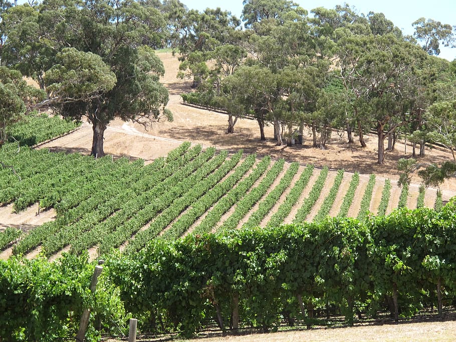 longview winery, vines, field, adelaide hills, wine, sunny, shiraz, hills, green, outdoor