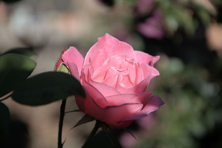iceberg, pink rose, fragrant, pedals, nature, plant, flower, pink Color, petal, flower Head