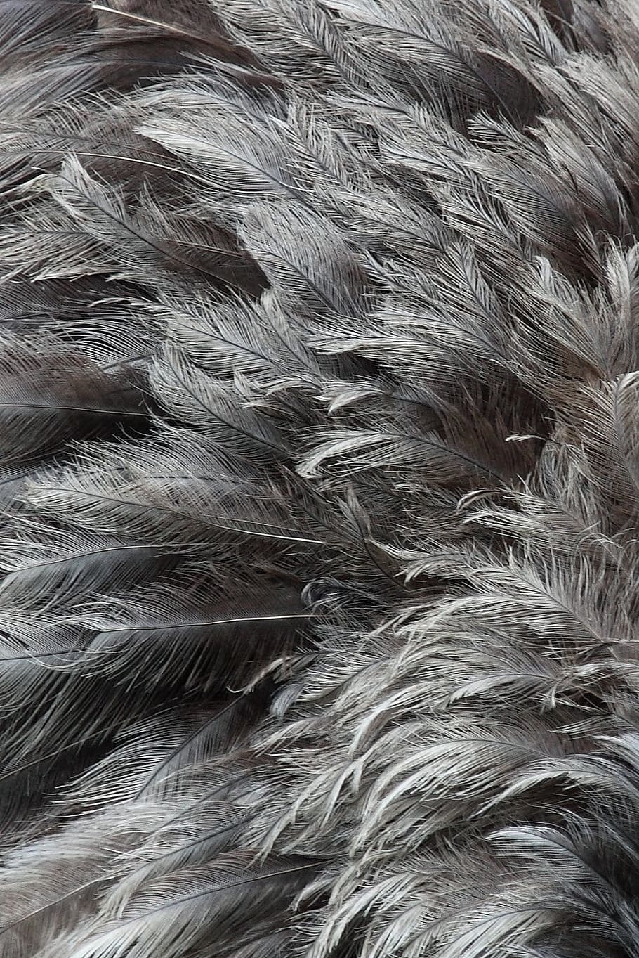 gray feathers, animal, background, bird, black, feather, many, natural, nature, pattern