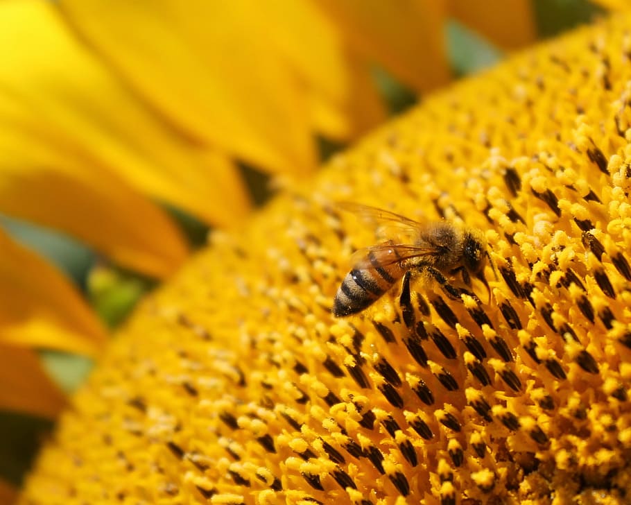 sunflower, flower, honeybee, bee, beekeeping, yellow, pollen, apiary, nature, beekeeper