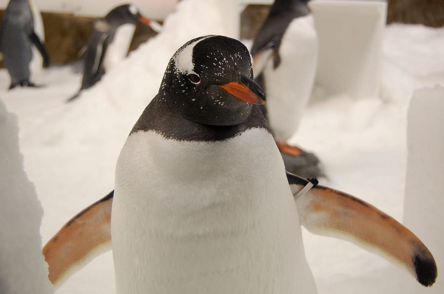 pingüino adulto, pingüino, pingüino gentoo, acuario, temas de animales, pájaro, animal, fauna animal, animales salvajes, temperatura fría