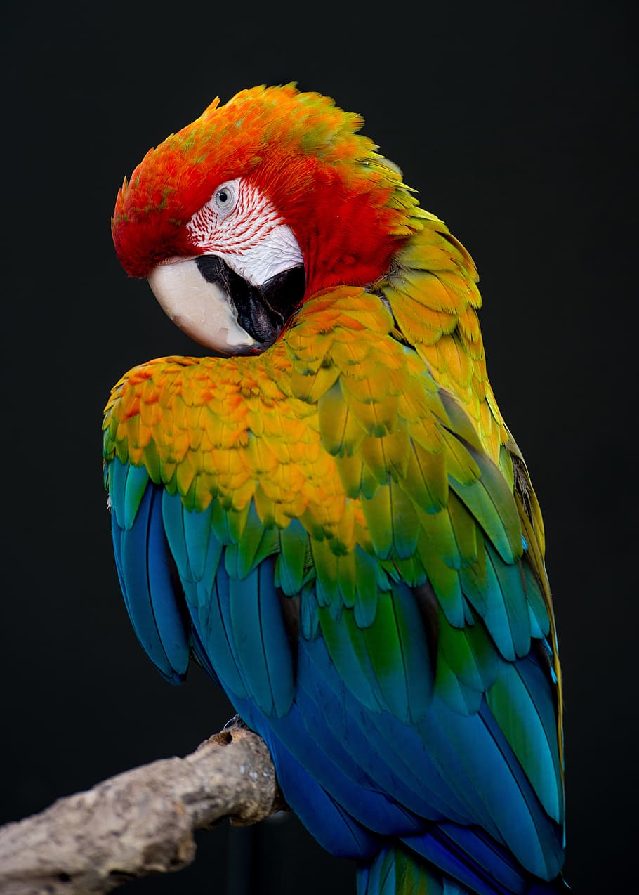 escarlate, arara, arco íris, papagaio, plumagem, vermelho, cor, bico, pena, animais selvagens