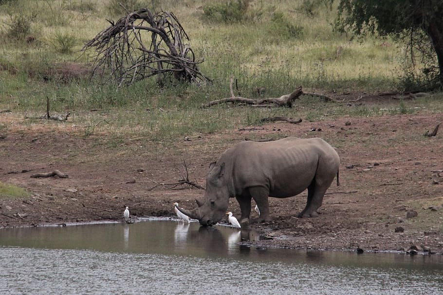 rinoceronte, africano, branco, beber, água, garças, animais, sul, áfrica, natureza