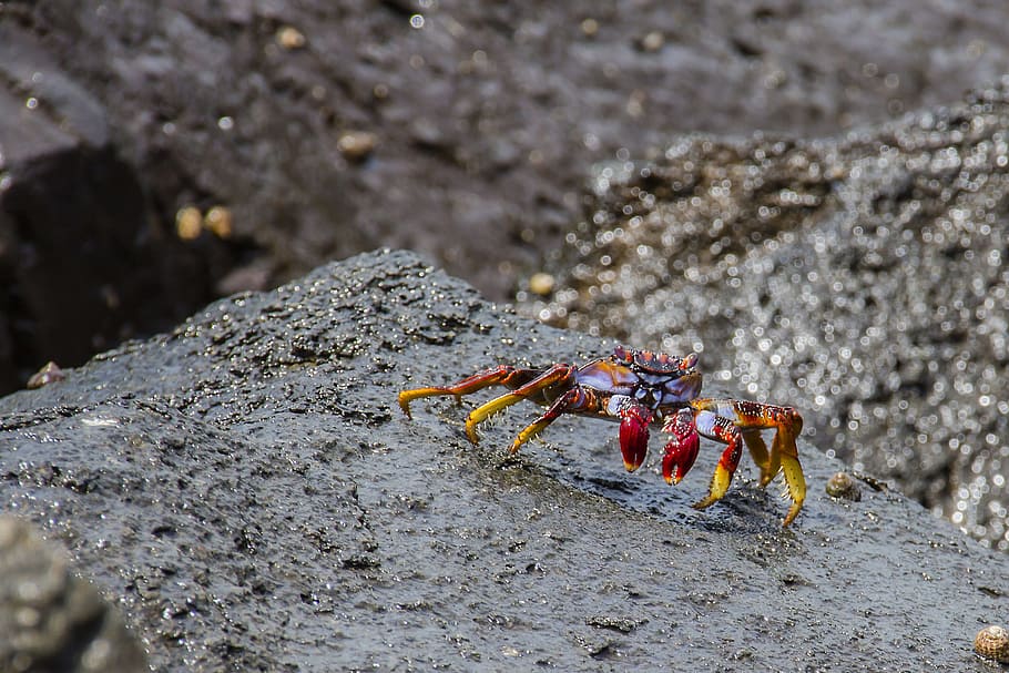 Red Cliff, Crab, red cliff crab, meeresbewohner, shellfish, red cancer, grapsus grapsus, day, one animal, outdoors