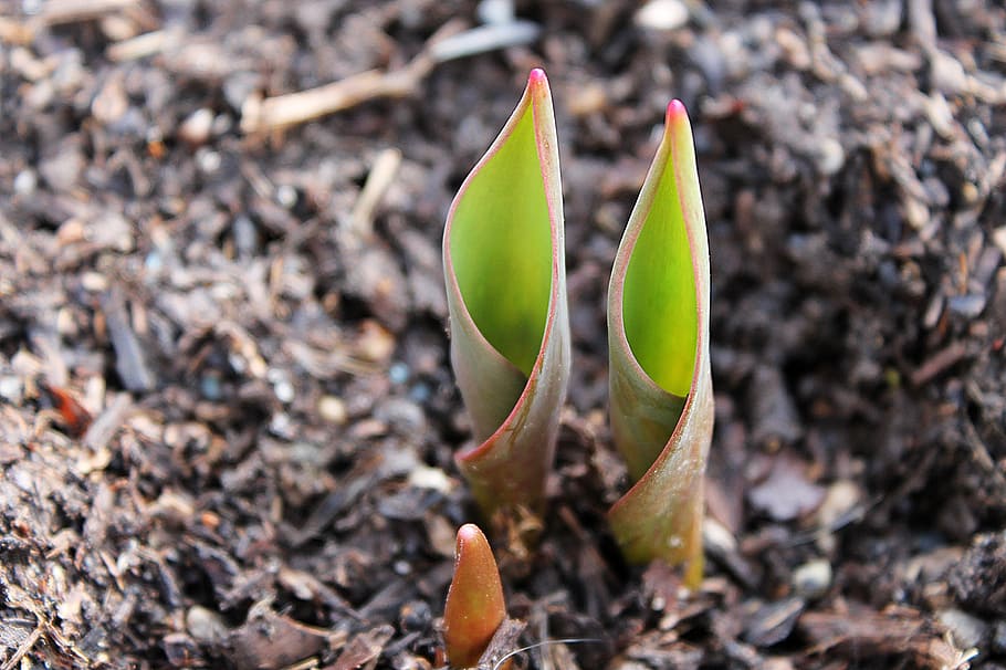 green, leafed, plant, soil, tulip, bulb, emerge, tip, translucent, spring