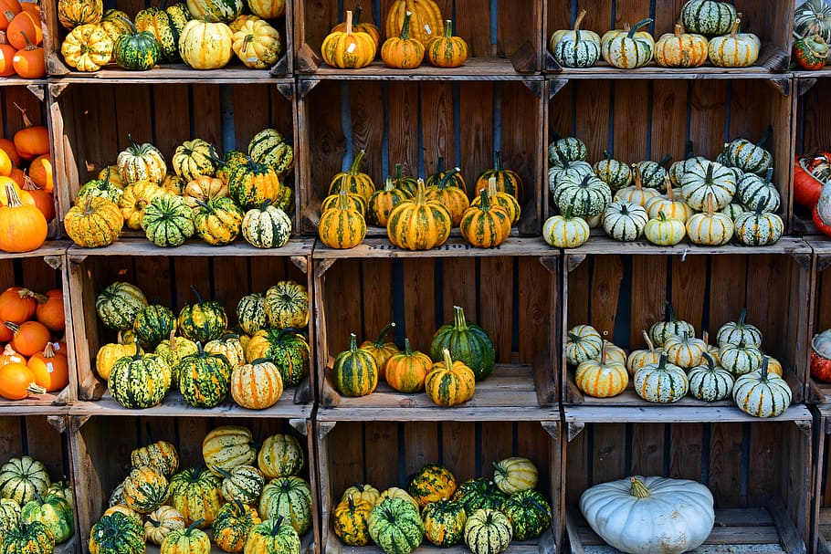 assorted-color squash lot, pumpkin, harvest time, sale, decoration, benefit from, pumpkin yard cordes, thanksgiving, farm, autumn