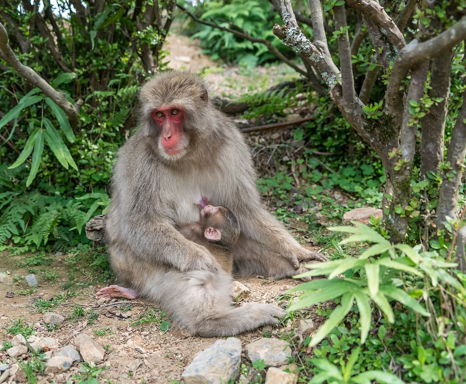japão, parque de macacos, mãe, bebê, enfermagem, alimentação, japonês, floresta, viagem, macaco