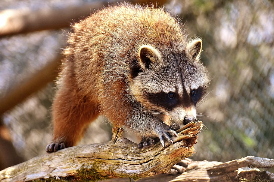 brown, white, fox, wood, raccoon, wild animal, furry, mammal, sweet, nature